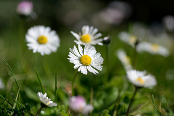 Close-up photo of a daisy meadow, used an open diaphragm to have a blurred background