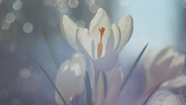 White crocus close up. There is a beautiful bokeh in the background. Small drops of water in the air. A wonderful spring concept.	
