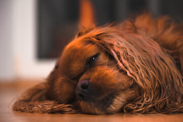 Cavalier King Charles Spaniel Dog is sleeping