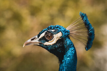 close up of peacock - Powered by Adobe