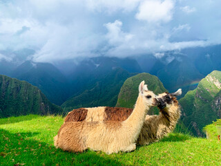 Alpaca couple on the terrance of Machu Picchu ruins