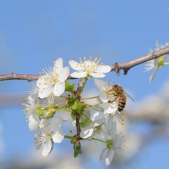 honey bee pollinating on a tree blossom