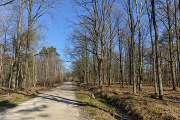 Fototapeta premium Chêne pédonculé, quercus robur, forêt domaniale de Sénart, 91, Essonne