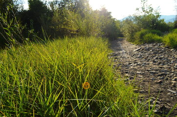 Beautiful nature landscape - Alpine meadow. Grass closeup with sunbeams.