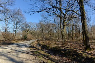 Obraz premium Chêne pédonculé, quercus robur, forêt domaniale de Sénart, 91, Essonne