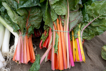 Bunch of fresh, raw colorful Rhubarb on brown clothes in farmer market 