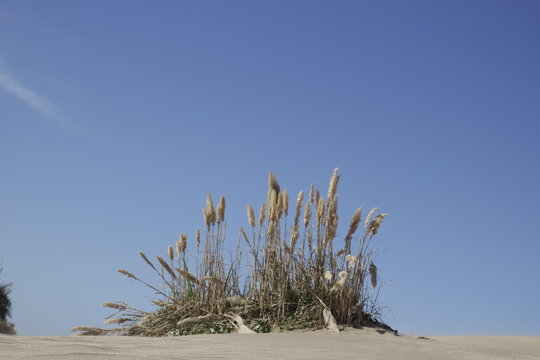 Planta en la arena y el cielo