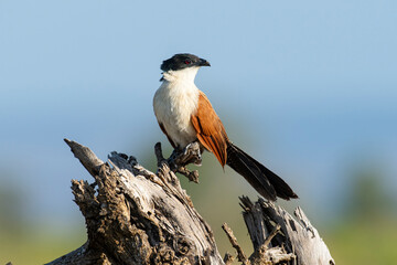 Coucal de Burchell,.Centropus burchellii, Burchell's Coucal