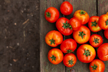 Fresh organic farm tomatoes on rustic wood table top view