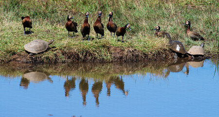 Dendrocygne veuf,.Dendrocygna viduata, White faced Whistling Duck, P&eacute;lom&eacute;duse rouss&acirc;tre, Tortue aquatique, Pelomedusa subrufa