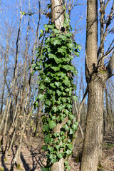 Lierre, hedera helix