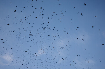 A flock of black birds against clear blue sky. Birds moving randomly in flight. Silhouettes of birds in free flight. A large number of crows are circling against the background of a cloudless sky.