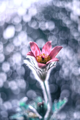 Kwiat sasanki, różowe płatki, efekt bokeh