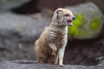 Yellow mongoose licking its lips. Cute furry predator red meerkat (Cynictis penicillata) with...