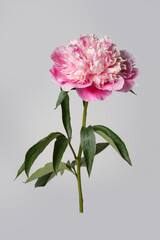 Delicate pink peony flower isolated on gray background.