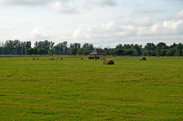 A large wild Eurasian ox that was the ancestor of domestic cattle. Bison in an open space on a...