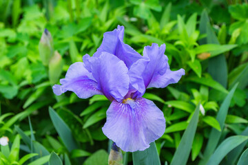 Flower Iris aka Cockerel, aka Irideae in garden. Lilac Iris flower closeup.