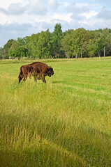 A large wild Eurasian ox that was the ancestor of domestic cattle. Bison in an open space on a pasture. Wildlife watching