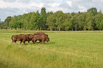 A large wild Eurasian ox that was the ancestor of domestic cattle. Bison in an open space on a...