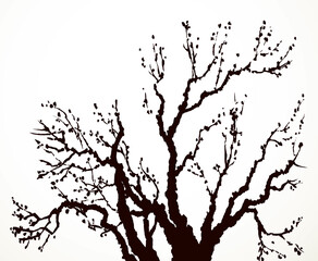 Vector image of mighty tree with bare branches