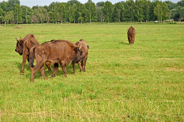 A large wild Eurasian ox that was the ancestor of domestic cattle. Bison in an open space on a pasture. Wildlife watching