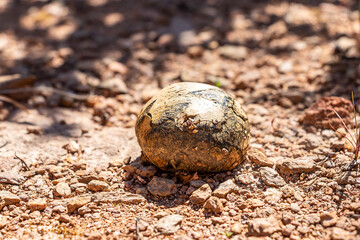 Picture of mushroom, Calvatia is a genus of puffball mushrooms