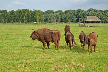 A large wild Eurasian ox that was the ancestor of domestic cattle. Bison in an open space on a...