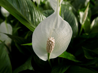 meraviglioa corolla di elegante giglio bianco