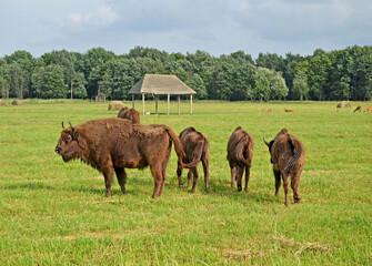 A large wild Eurasian ox that was the ancestor of domestic cattle. Bison in an open space on a...