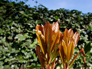 macro di colorate foglie autunnali contro la siepe