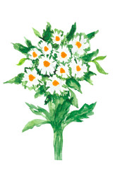 Bouquet of daisies. Wildflowers. Summer greeting card. Watercolour drawing