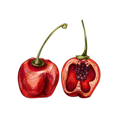 Whole and half pepper rocoto. Vector vintage hatching color illustration.