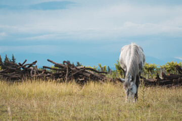 Obraz premium white horse in the field