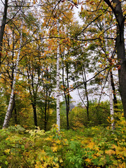 White birch trees with yellow leaves in autumn forest blue sky