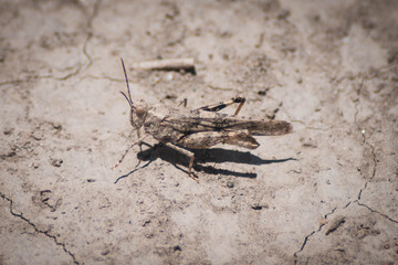 grasshopper on the ground