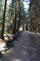 Obraz premium Waldfotografie