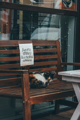 cat on the benches
