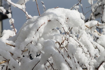 snow covered branches