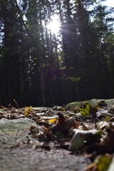 Waldfotografie