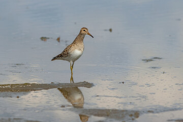 Pectoral sandpiper standing in shallow river water at Andrew Haydon Park in Ottawa, Ontario, Canada