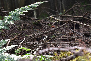 Waldfotografie