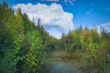 Fototapeta premium Summer landscape green meadow on a background of forest and cloudy sky.