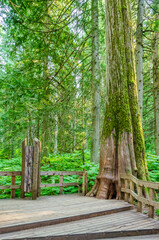 Fototapeta premium View at Trail in Park with Small Bridge and Creek in Vancouver, Canada.