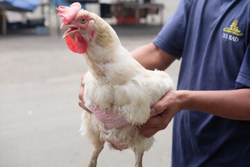 ニワトリの横顔