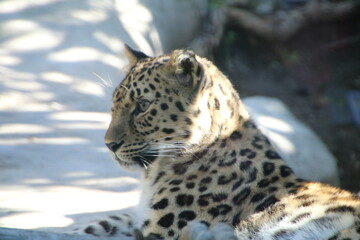 Amur Leopard Closeup Portrait looking left photo unprocessed
