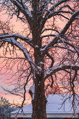snow covered tree in the sunset with a pink sky behind it