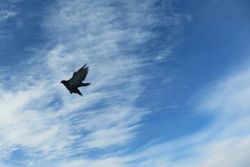 Dove in flight on blue sky and clouds background