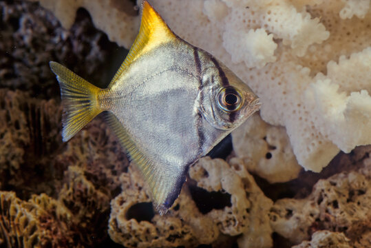 Monodactylidae is a family of perciform bony fish commonly referred to as monos.