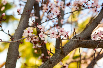 Plum blossoms blooming in spring, Prunus Cerasifera