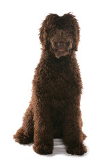 Brown Labradoodle Puppy